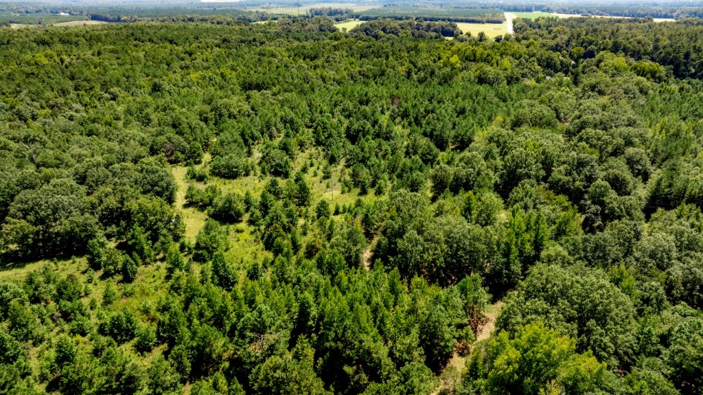 Hwy 56 Woods Photo