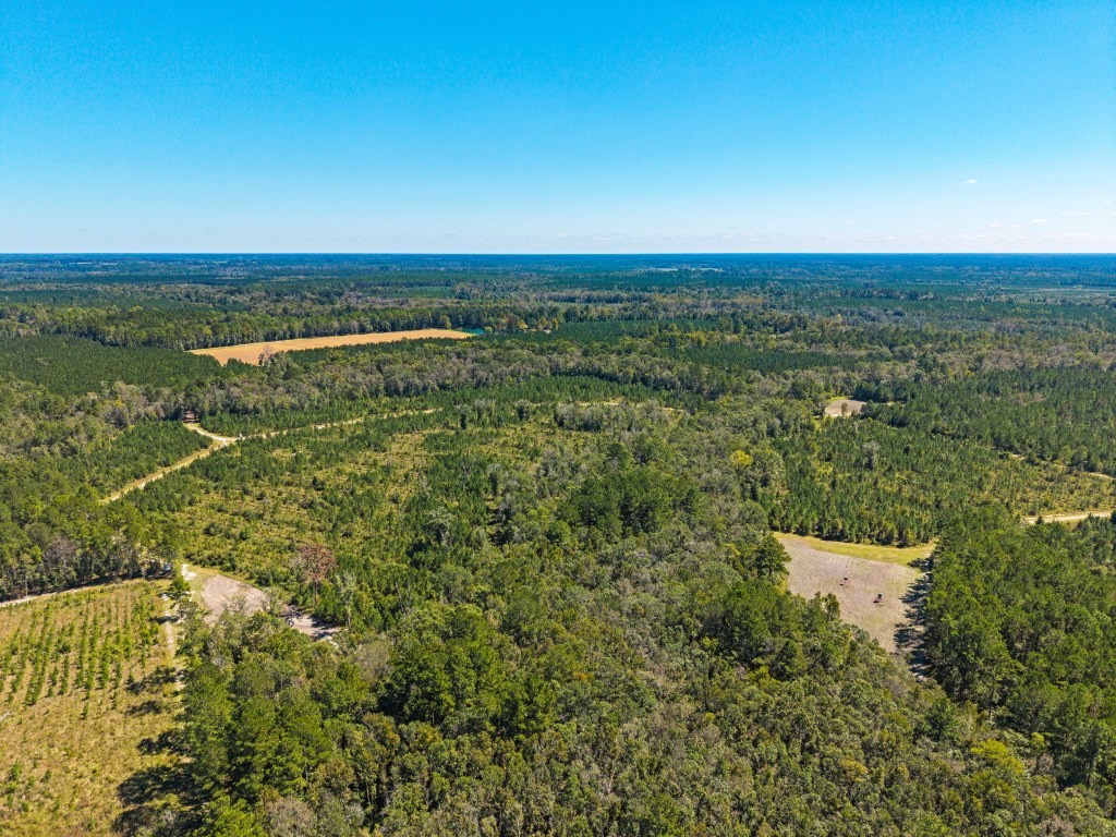 Flatwoods Trail Plantation Photo