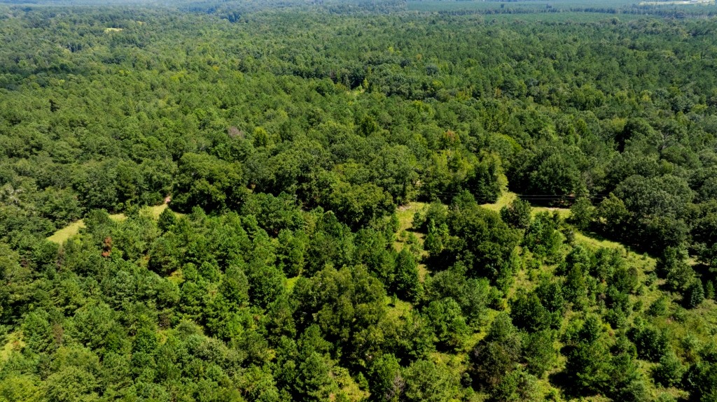 Hwy 56 Woods Photo