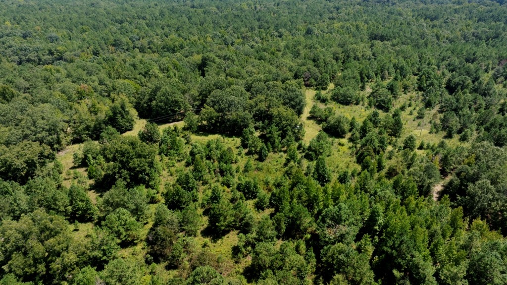 Hwy 56 Woods Photo
