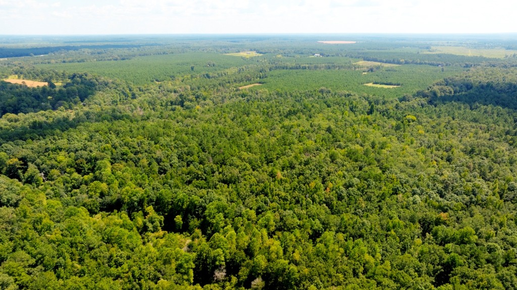 Hwy 56 Woods Photo