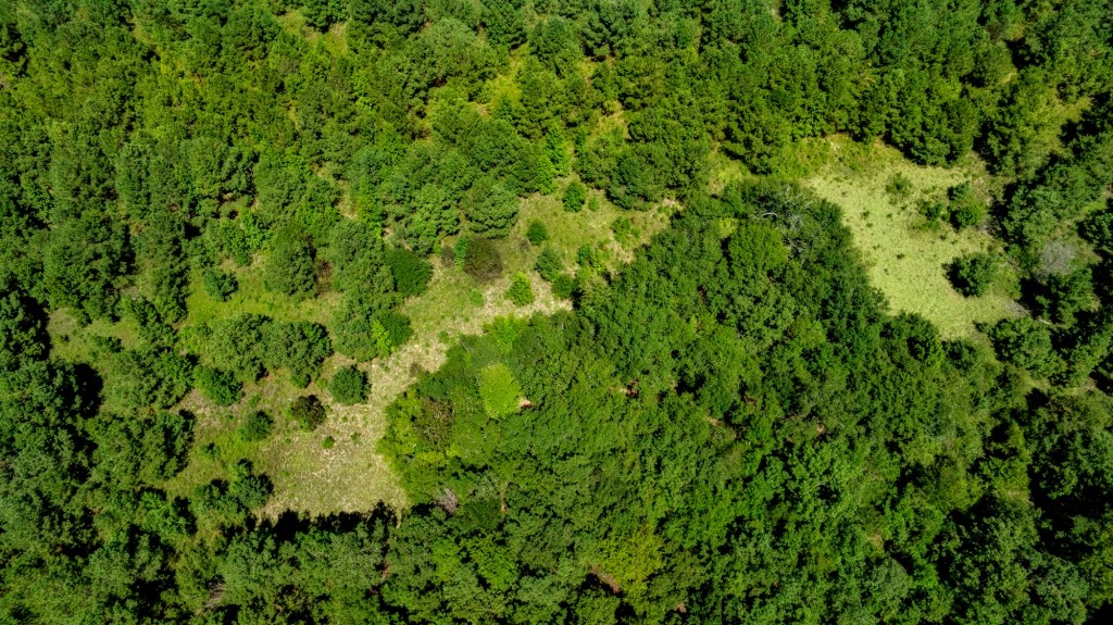 Hwy 56 Woods Photo