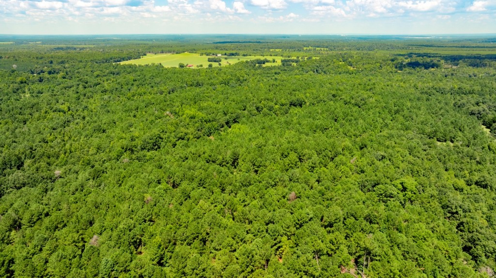 Hwy 56 Woods Photo