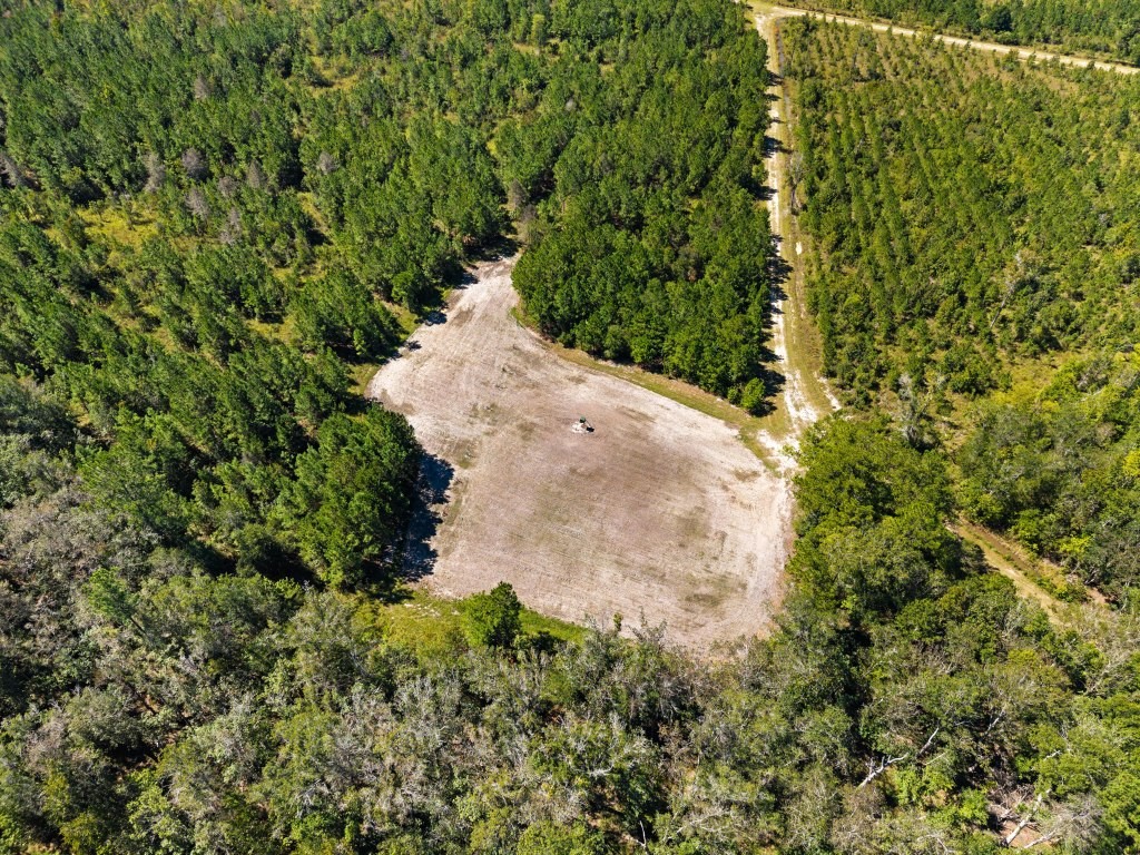 Flatwoods Trail Plantation Photo