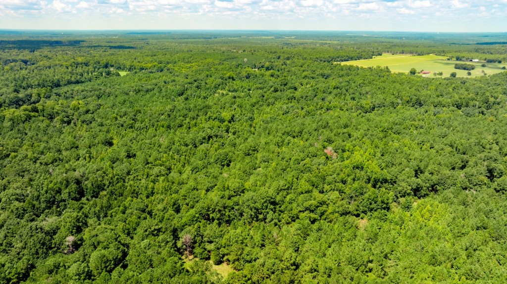Hwy 56 Woods Photo