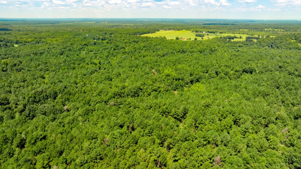 Hwy 56 Woods Photo
