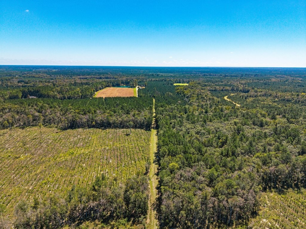 Flatwoods Trail Plantation Photo