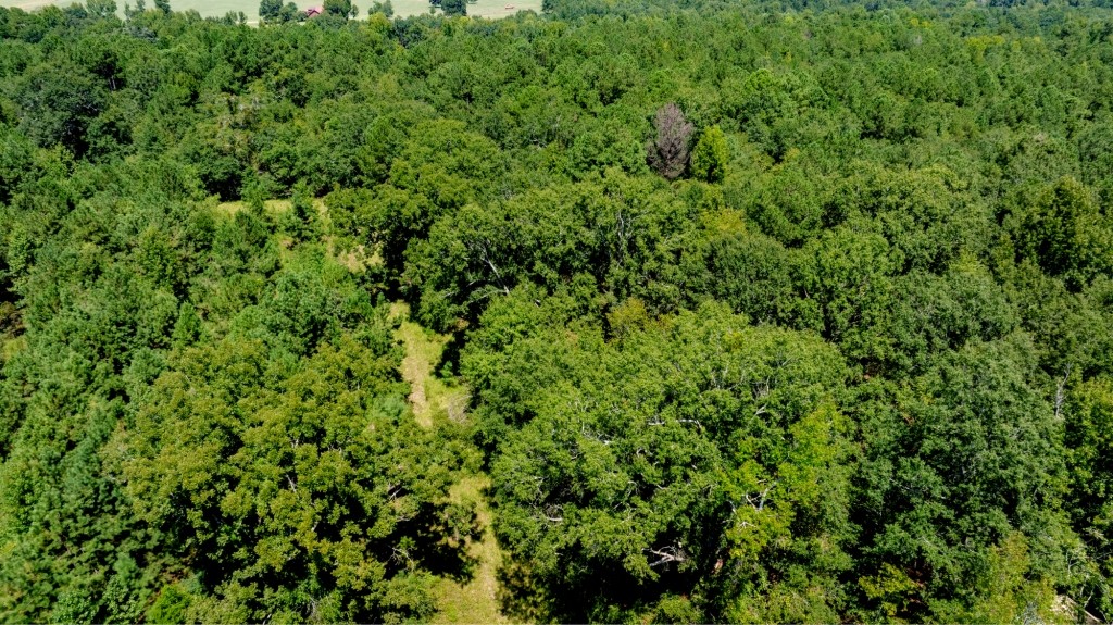 Hwy 56 Woods Photo