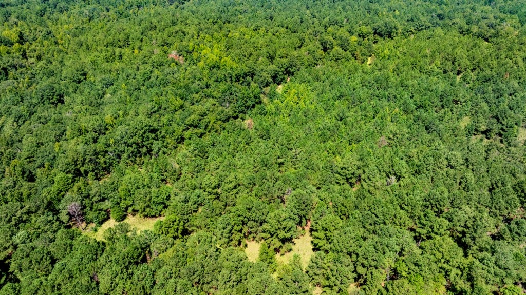 Hwy 56 Woods Photo