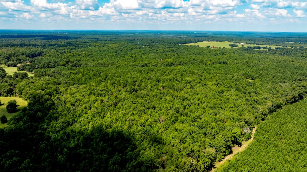 Hwy 56 Woods Photo