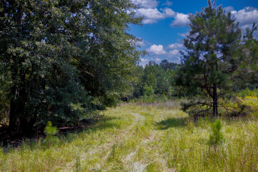 Hwy 56 Woods Photo