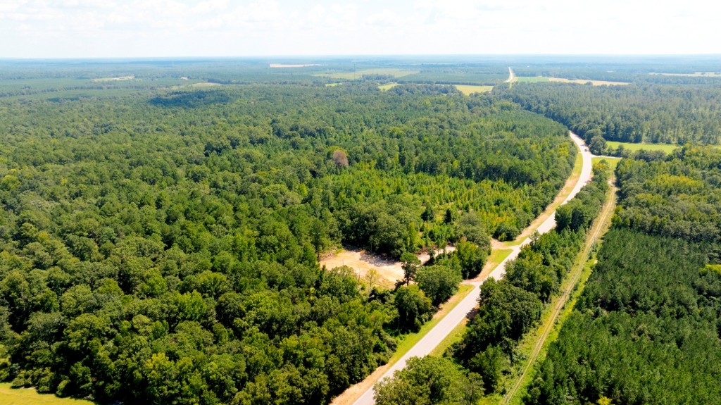Hwy 56 Woods Photo
