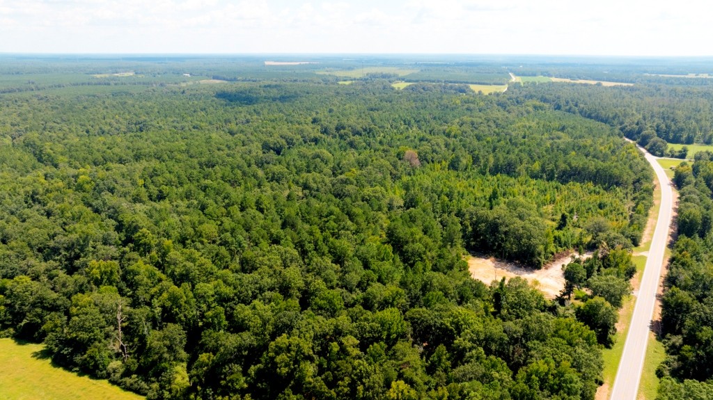 Hwy 56 Woods Photo