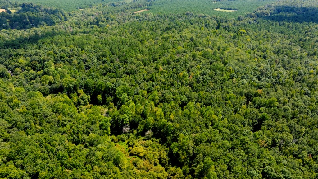 Hwy 56 Woods Photo
