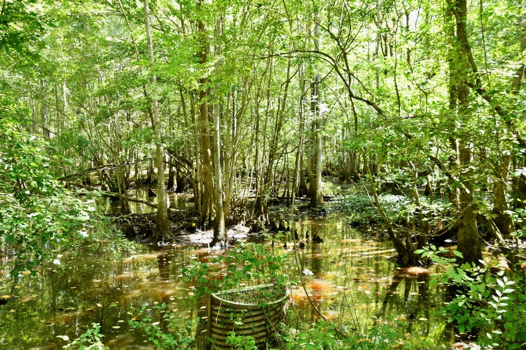 Ducks Bucks & Red Bellies Photo