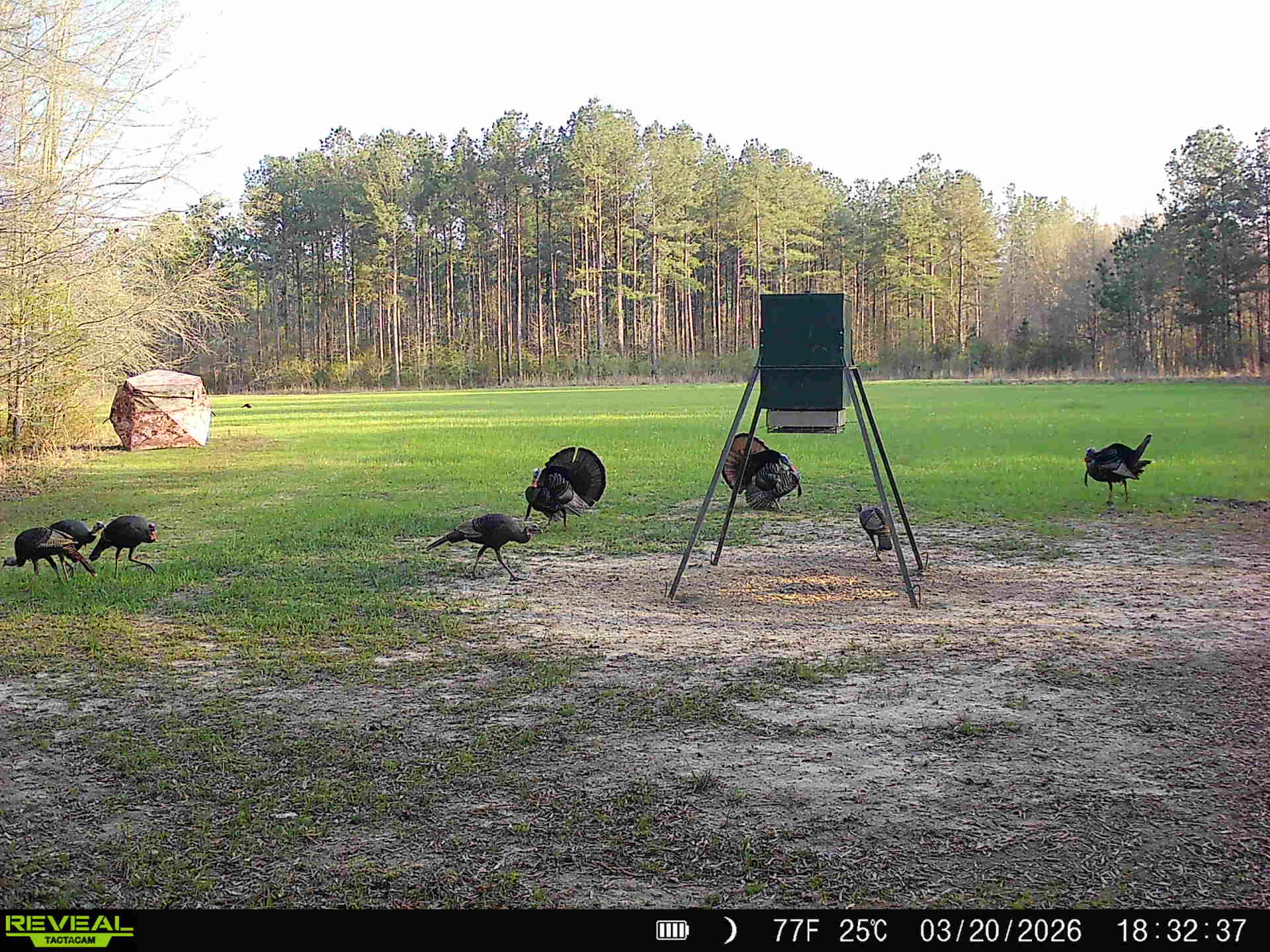 Ducks Bucks & Red Bellies Photo