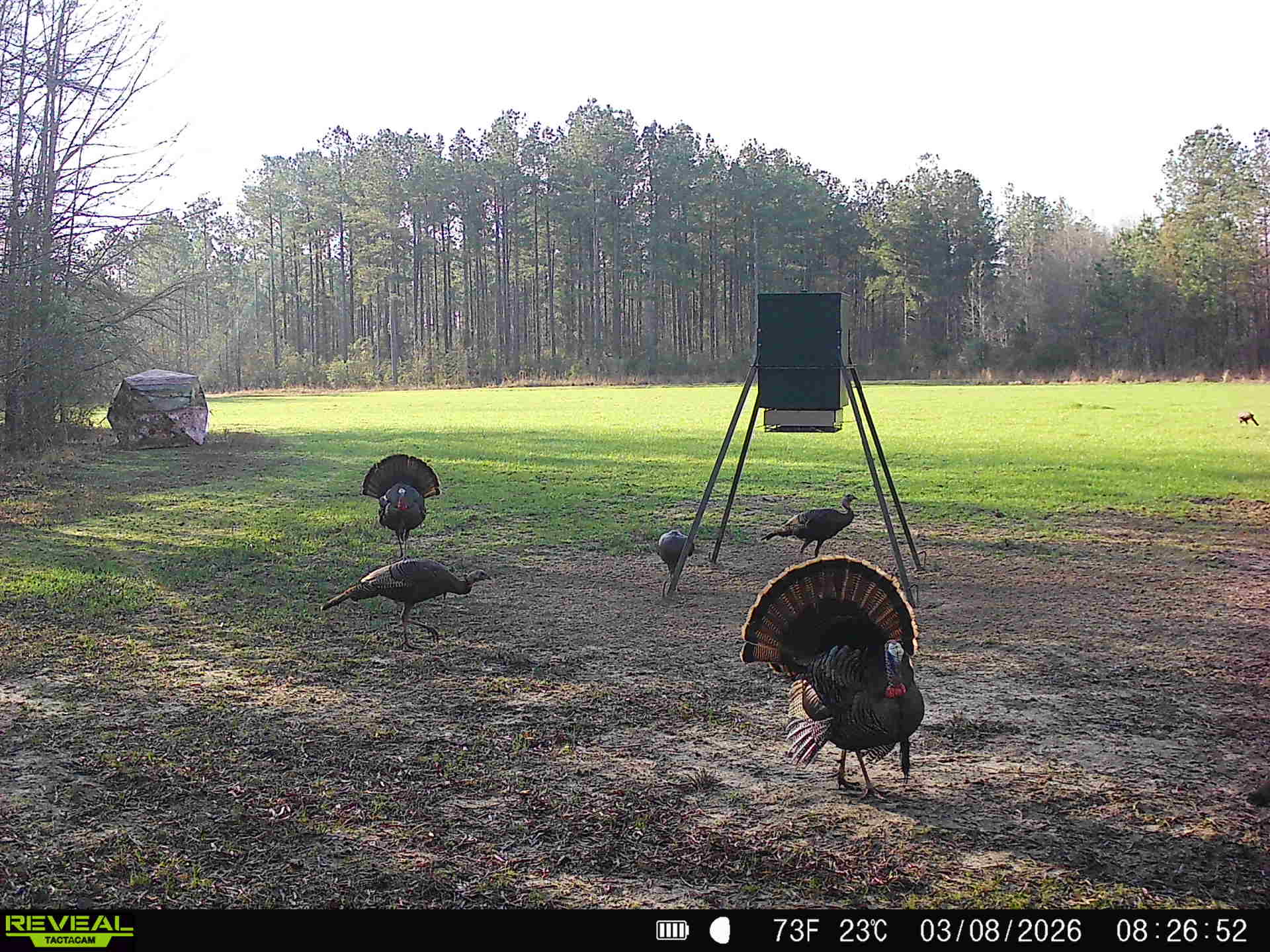 Ducks Bucks & Red Bellies Photo