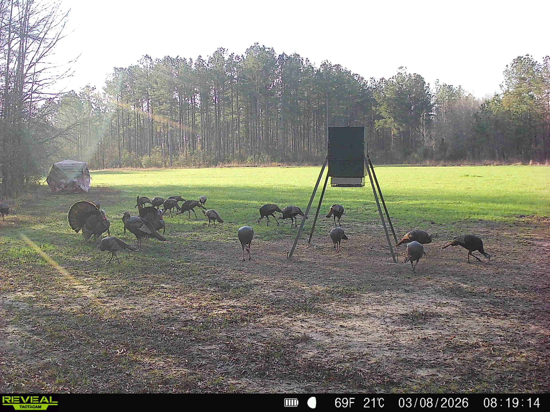Ducks Bucks & Red Bellies Photo