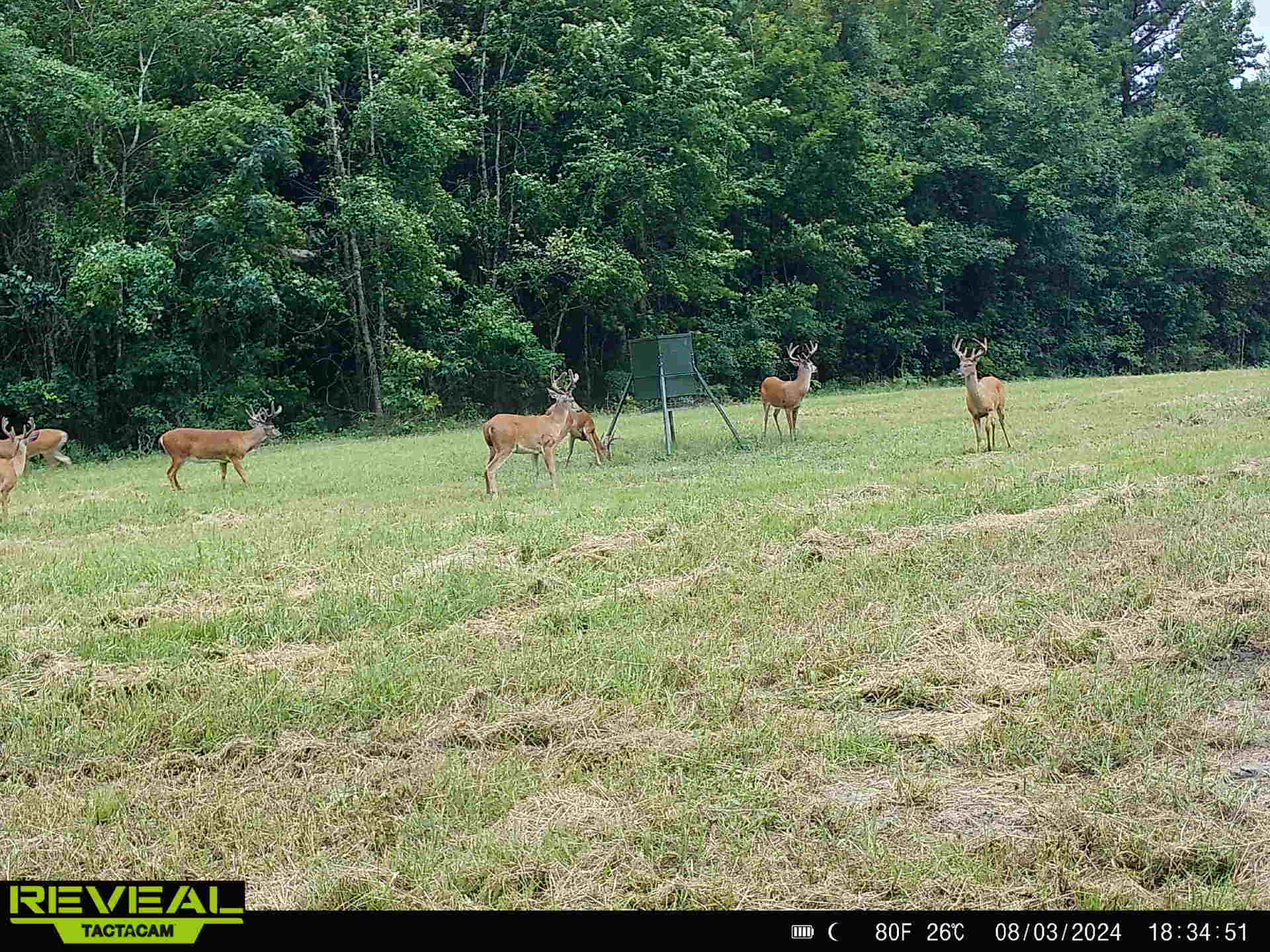 Ducks Bucks & Red Bellies Photo