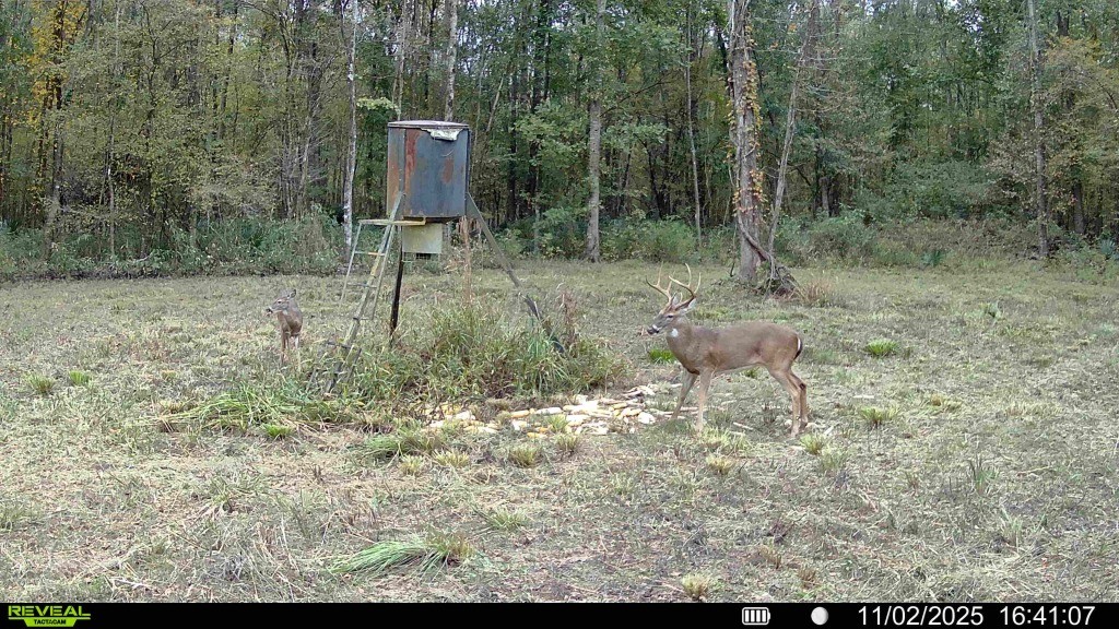 Ducks Bucks & Red Bellies Photo