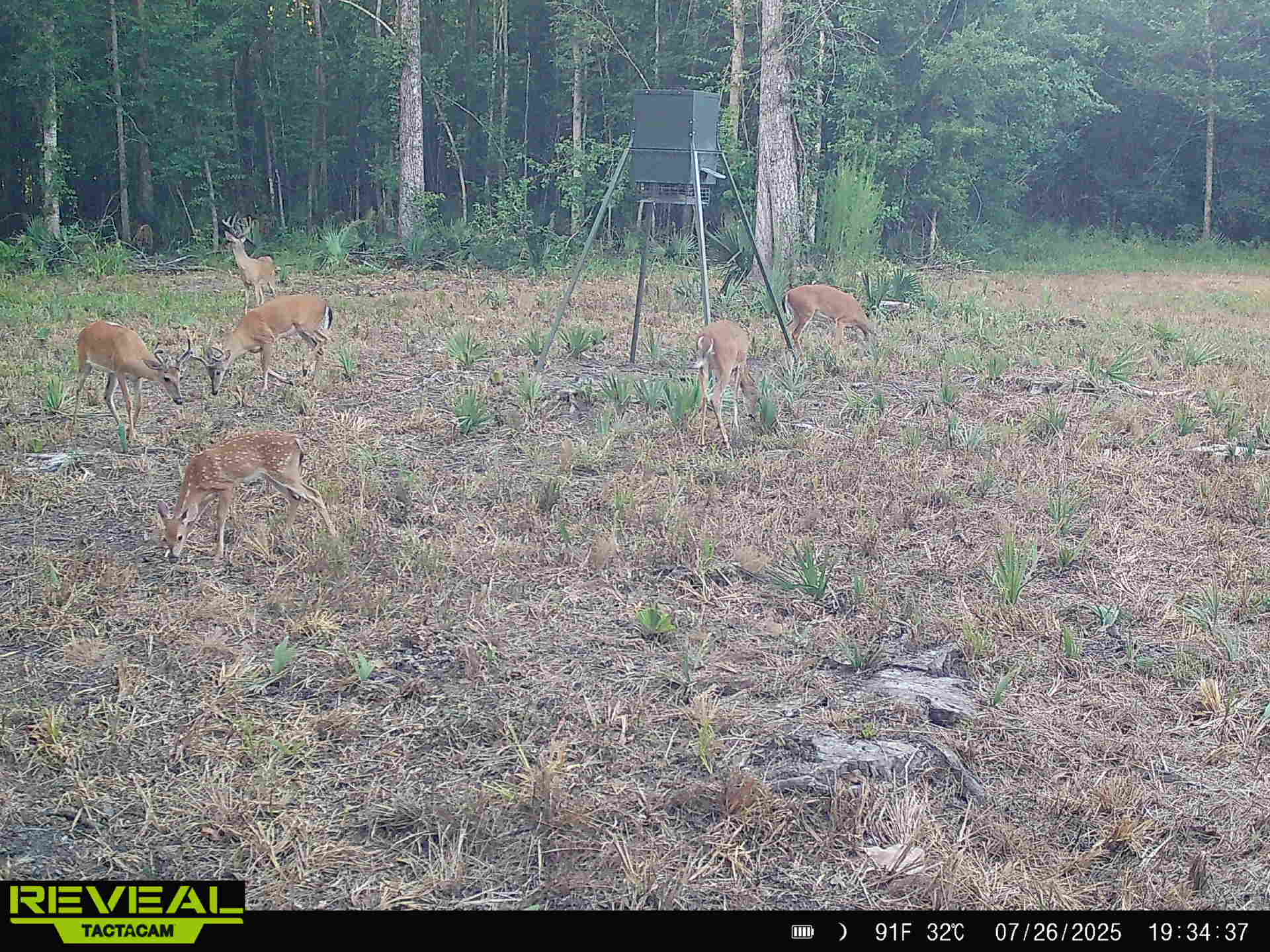 Ducks Bucks & Red Bellies Photo