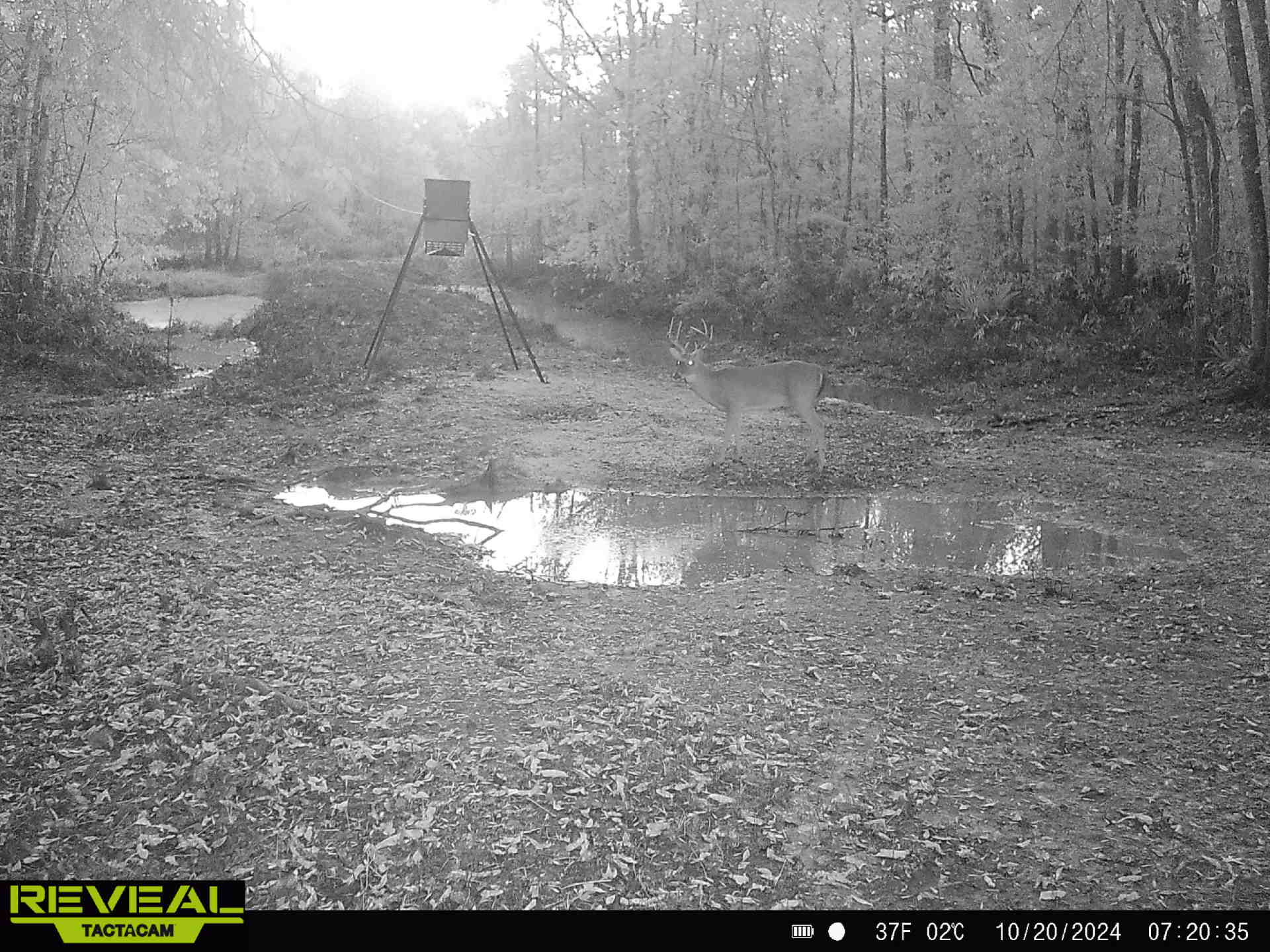 Ducks Bucks & Red Bellies Photo