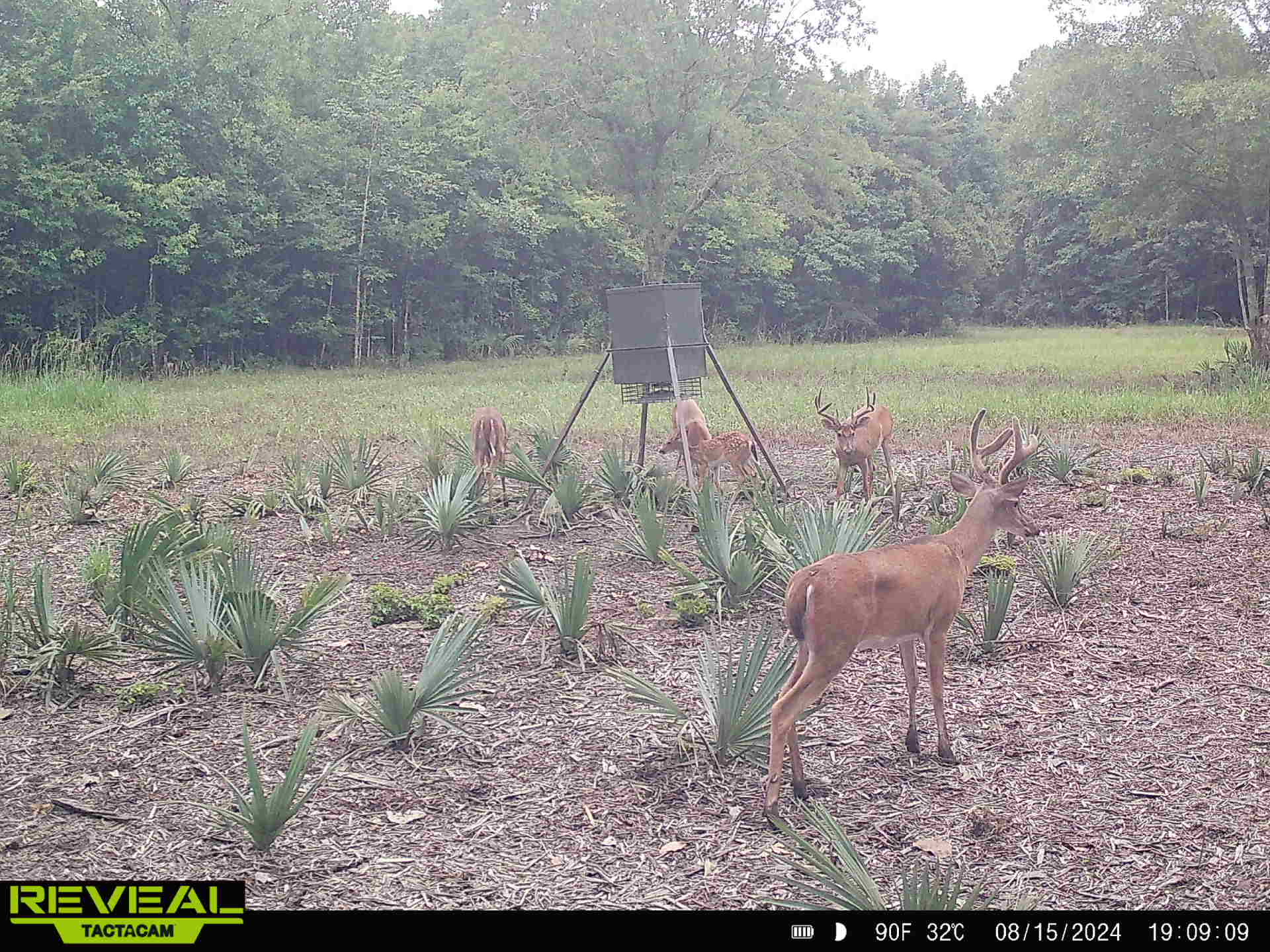 Ducks Bucks & Red Bellies Photo