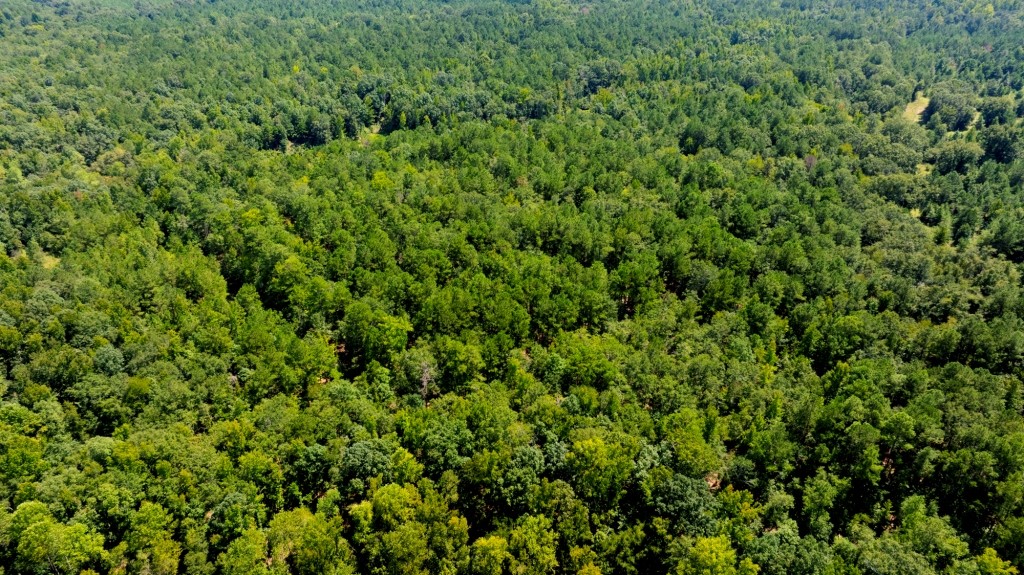 Hwy 56 Woods Photo