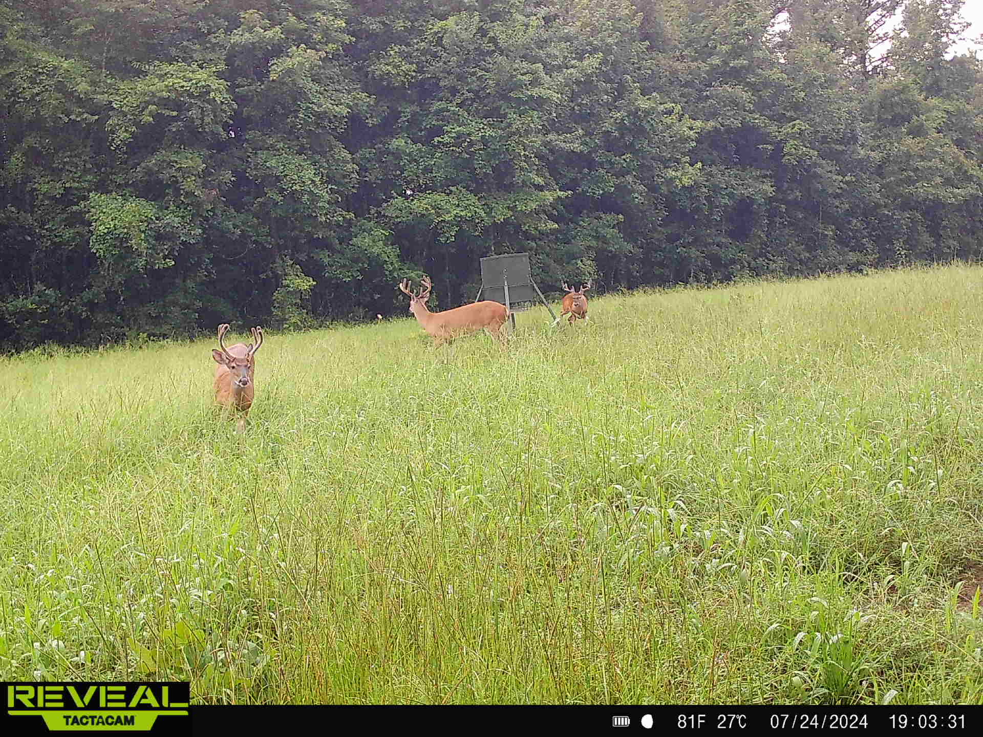 Ducks Bucks & Red Bellies Photo