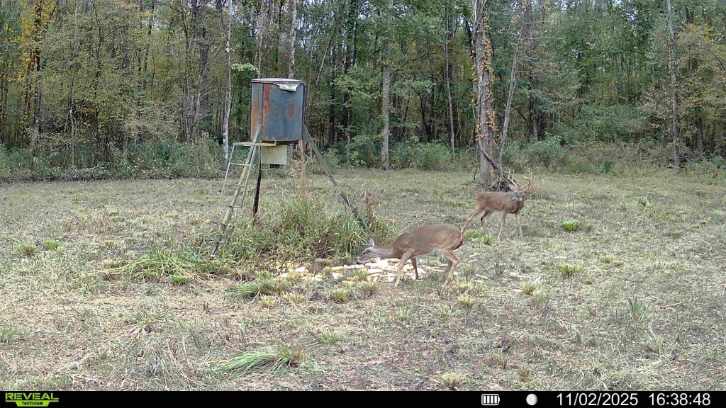 Ducks Bucks & Red Bellies Photo