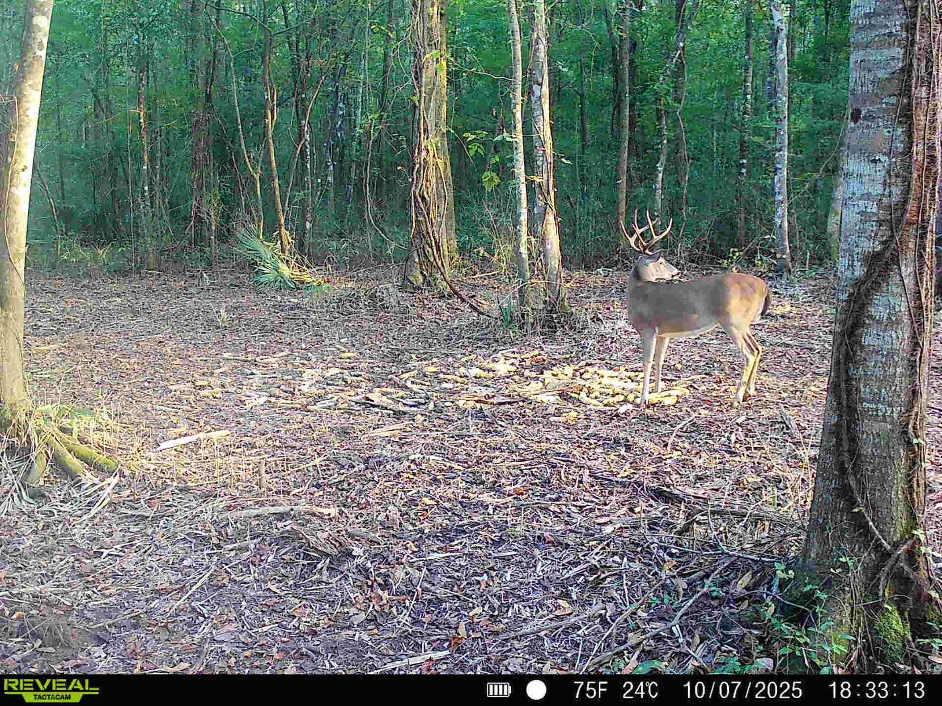Ducks Bucks & Red Bellies Photo