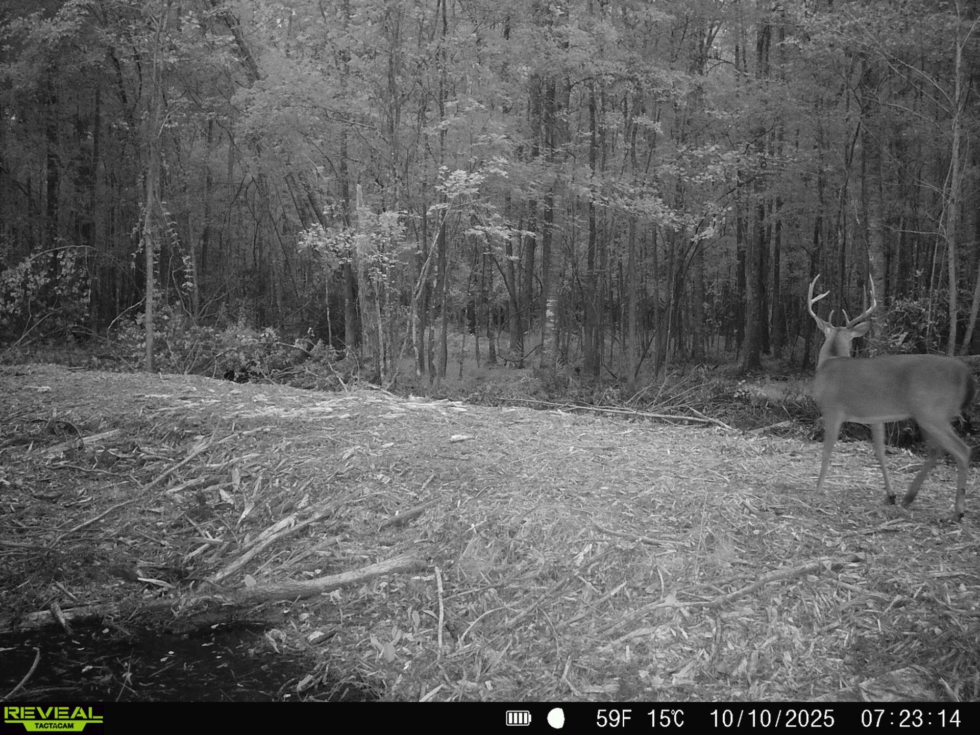 Ducks Bucks & Red Bellies Photo