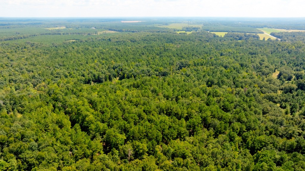 Hwy 56 Woods Photo