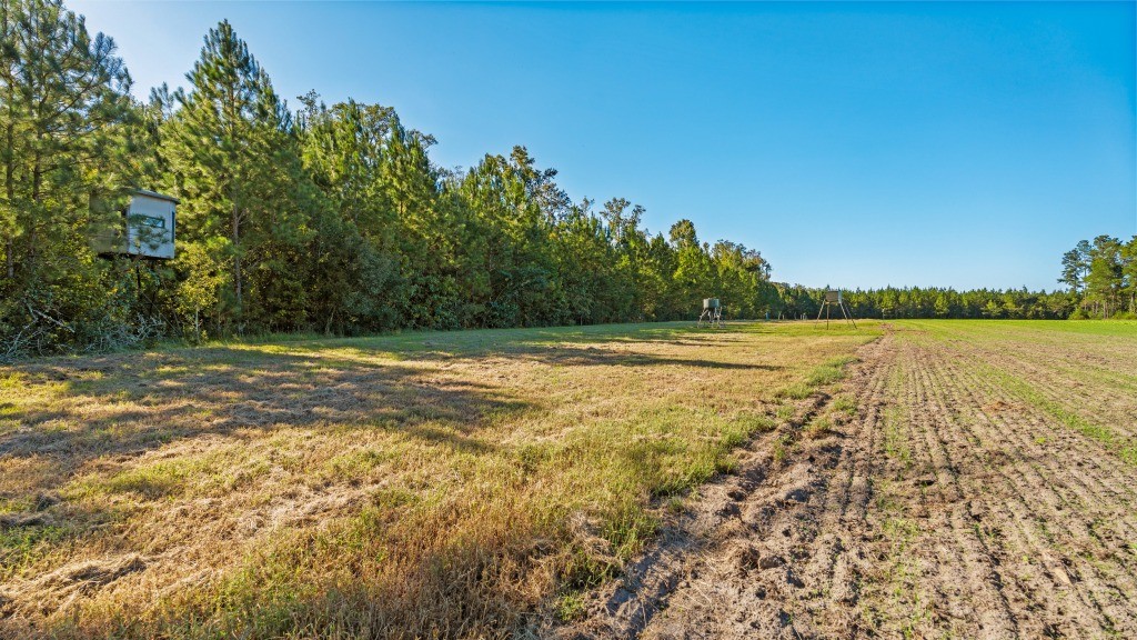 Flatwoods Trail Plantation Photo