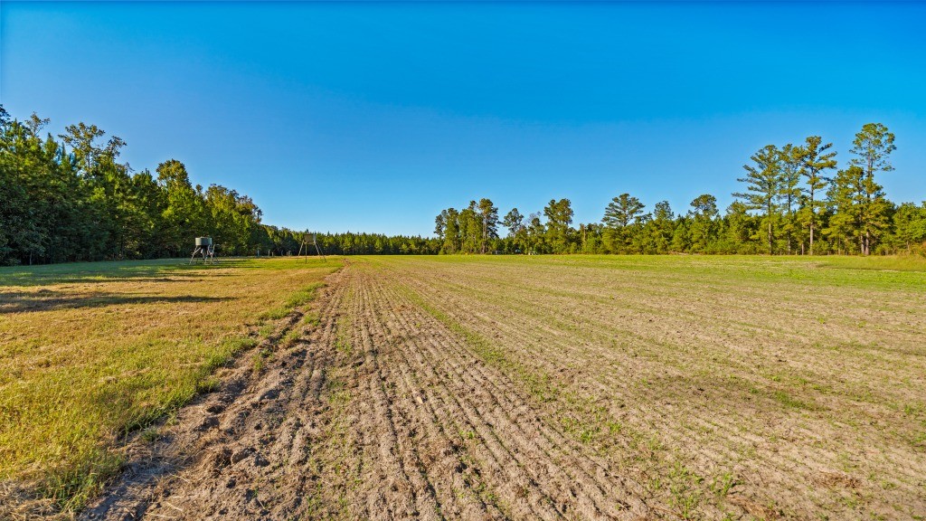 Flatwoods Trail Plantation Photo