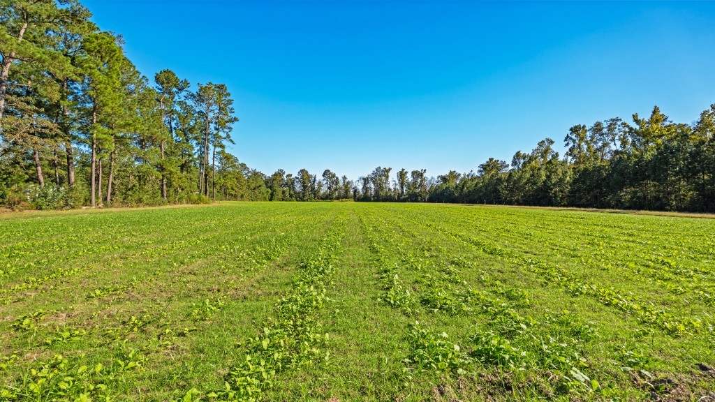 Flatwoods Trail Plantation Photo