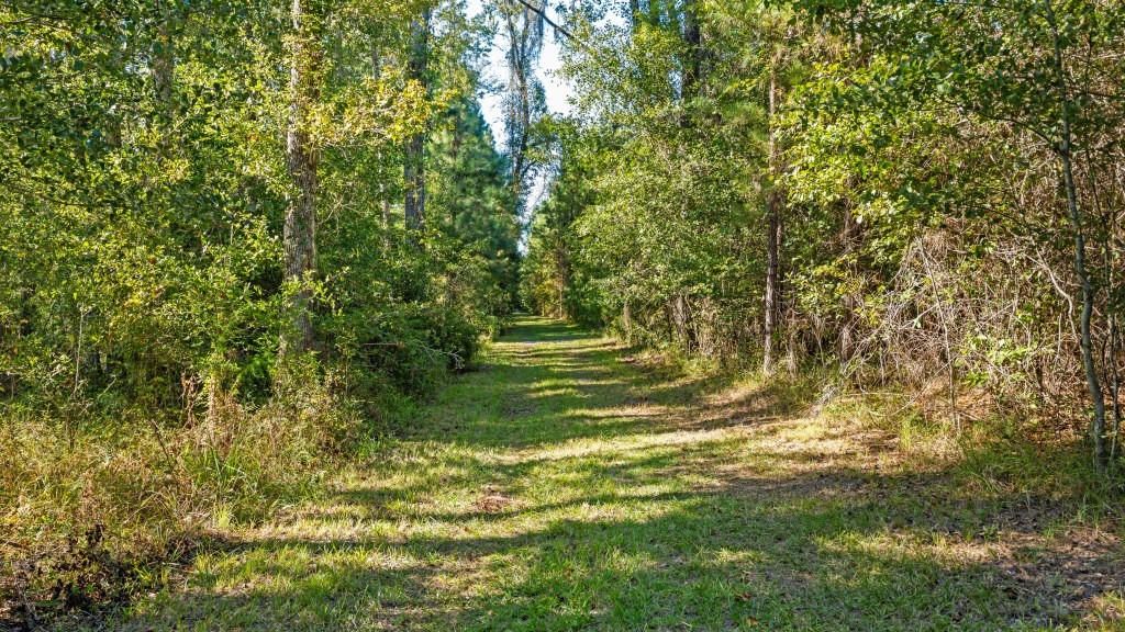 Flatwoods Trail Plantation Photo