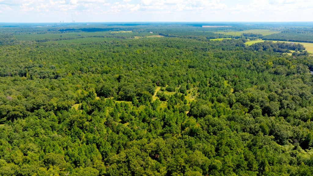 Hwy 56 Woods Photo