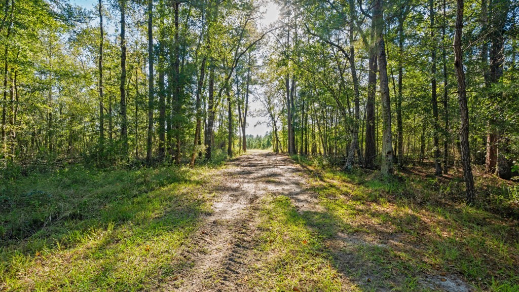 Flatwoods Trail Plantation Photo