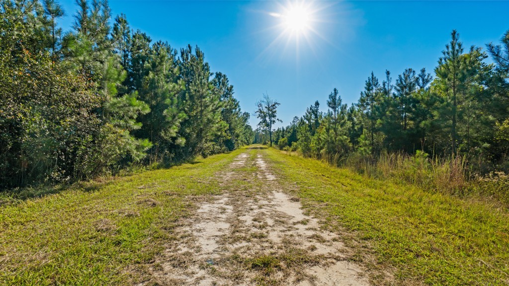 Flatwoods Trail Plantation Photo