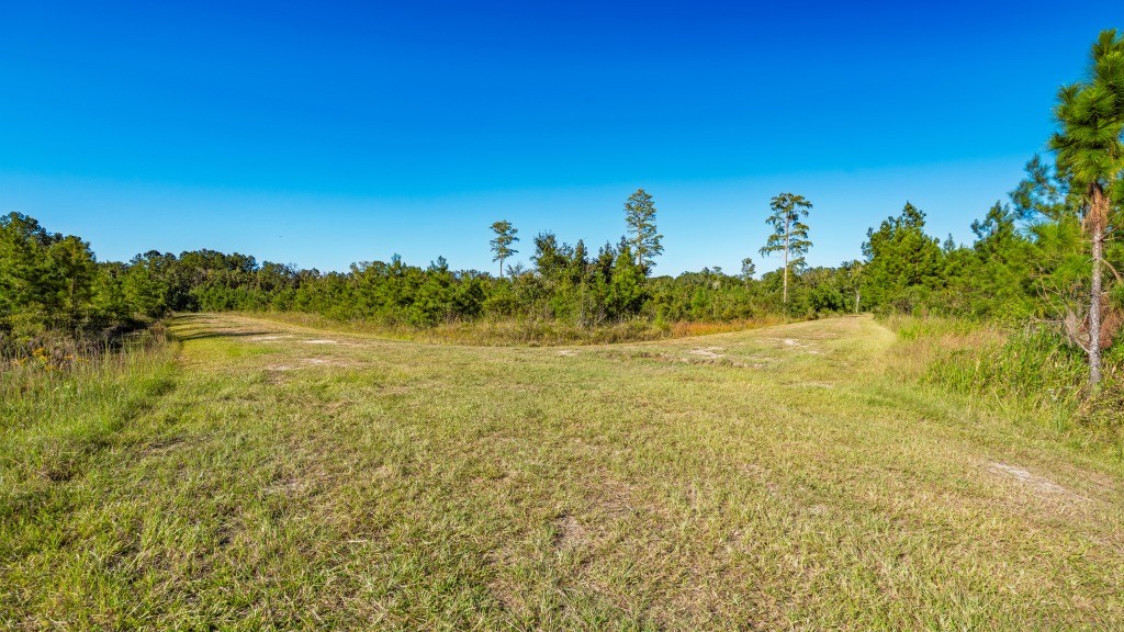 Flatwoods Trail Plantation Photo