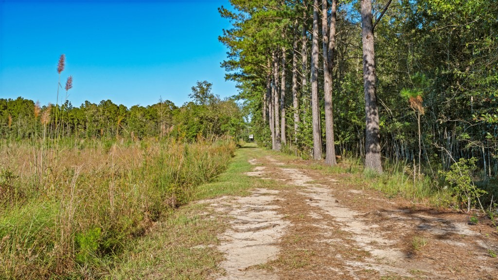 Flatwoods Trail Plantation Photo