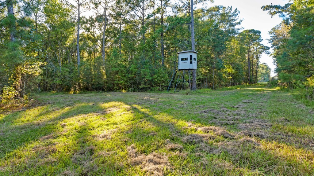 Flatwoods Trail Plantation Photo
