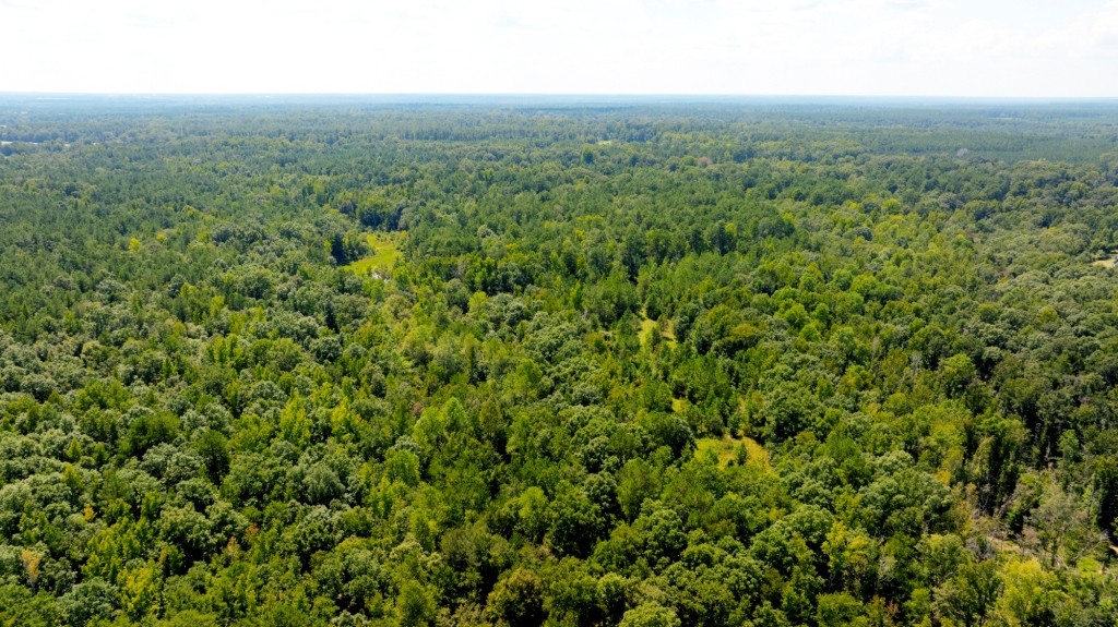 Hwy 56 Woods Photo