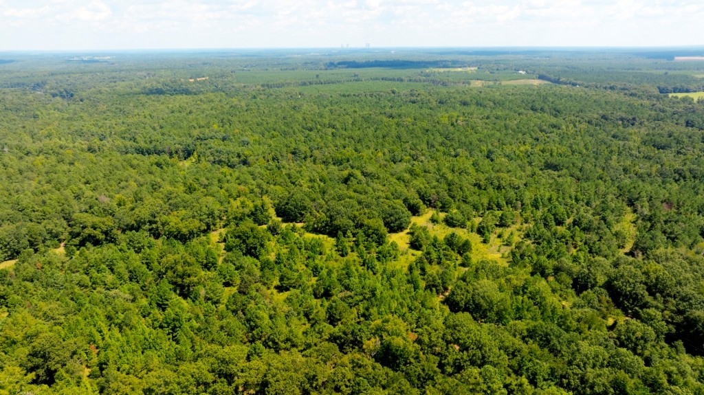 Hwy 56 Woods Photo