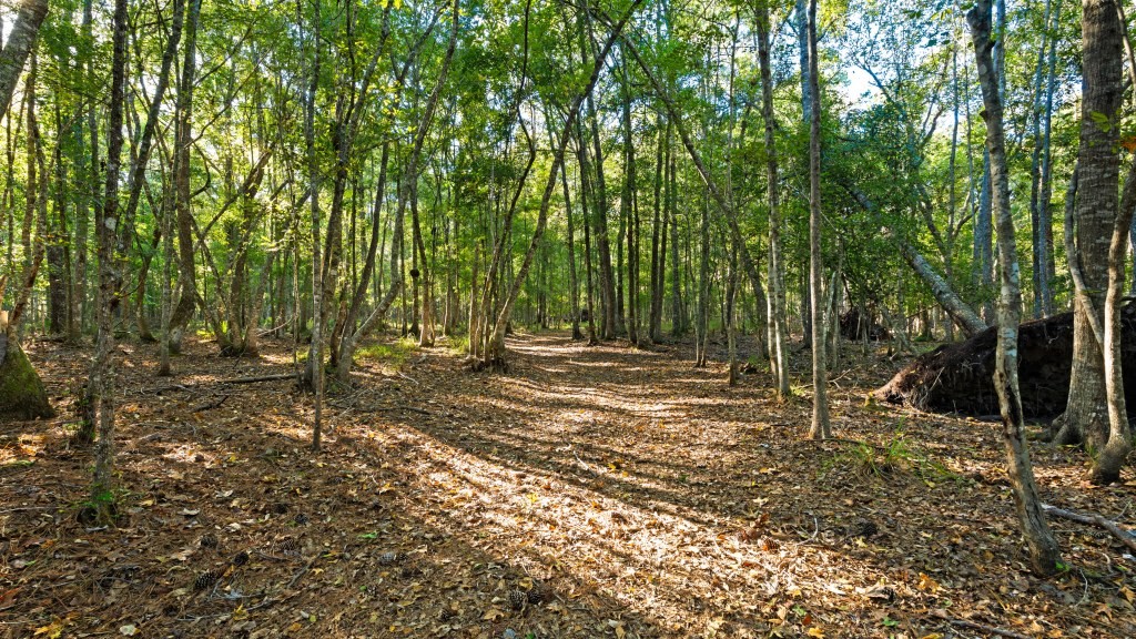 Flatwoods Trail Plantation Photo