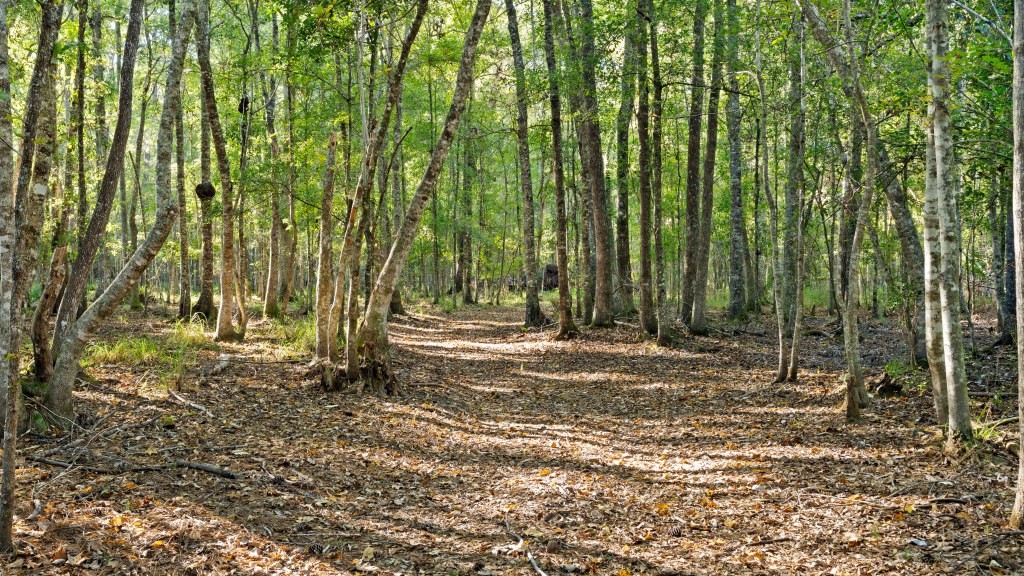 Flatwoods Trail Plantation Photo