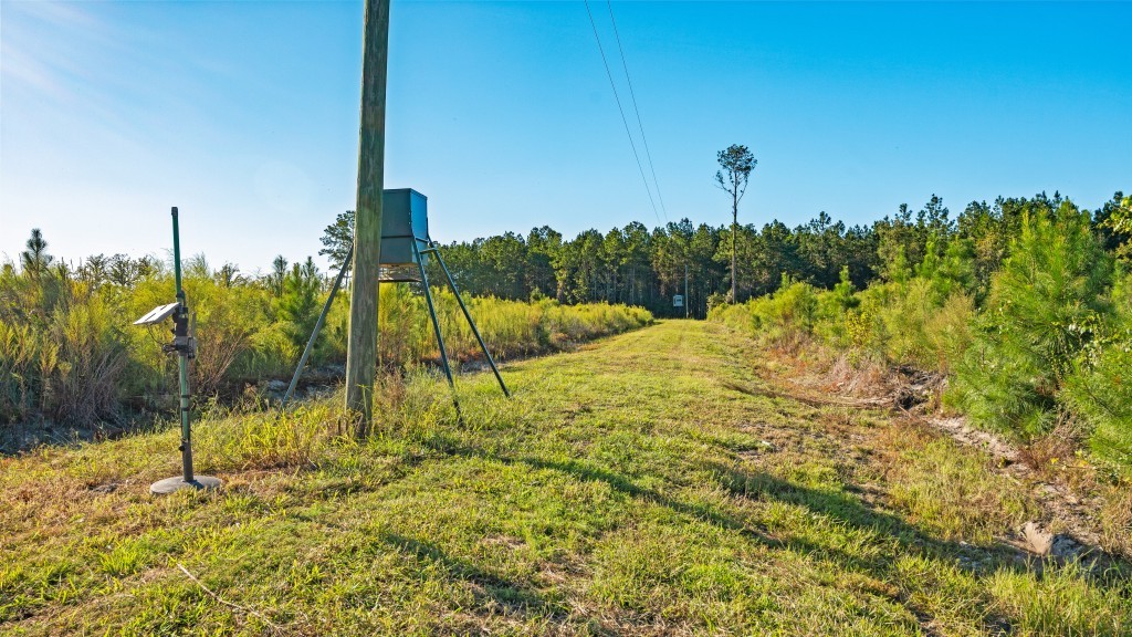Flatwoods Trail Plantation Photo