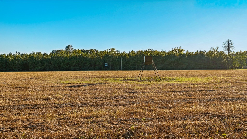 Flatwoods Trail Plantation Photo