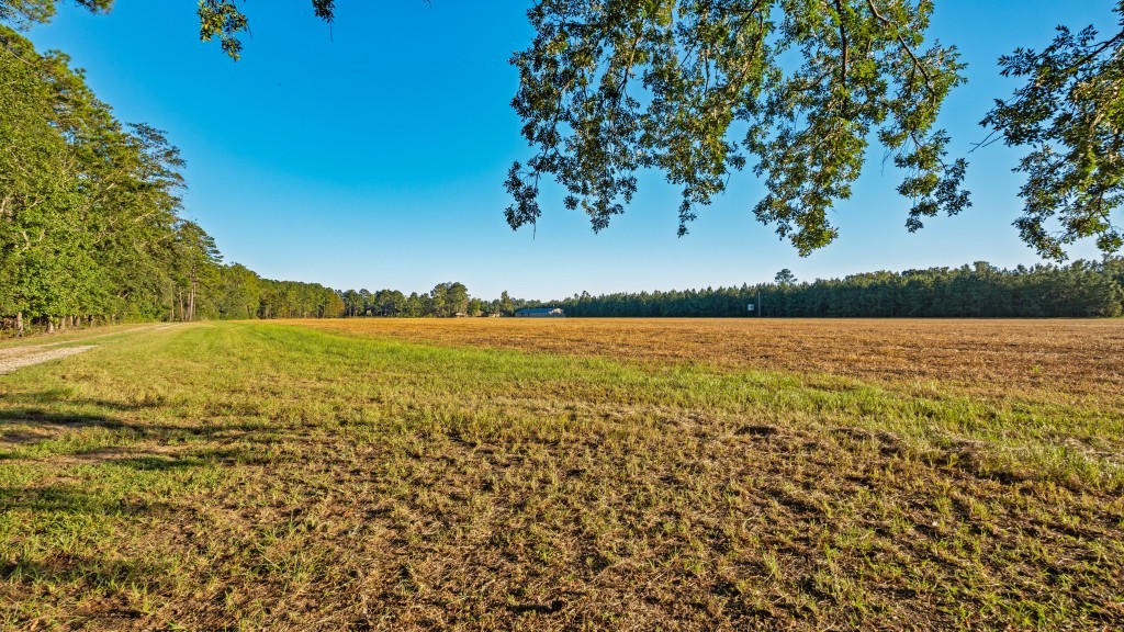 Flatwoods Trail Plantation Photo